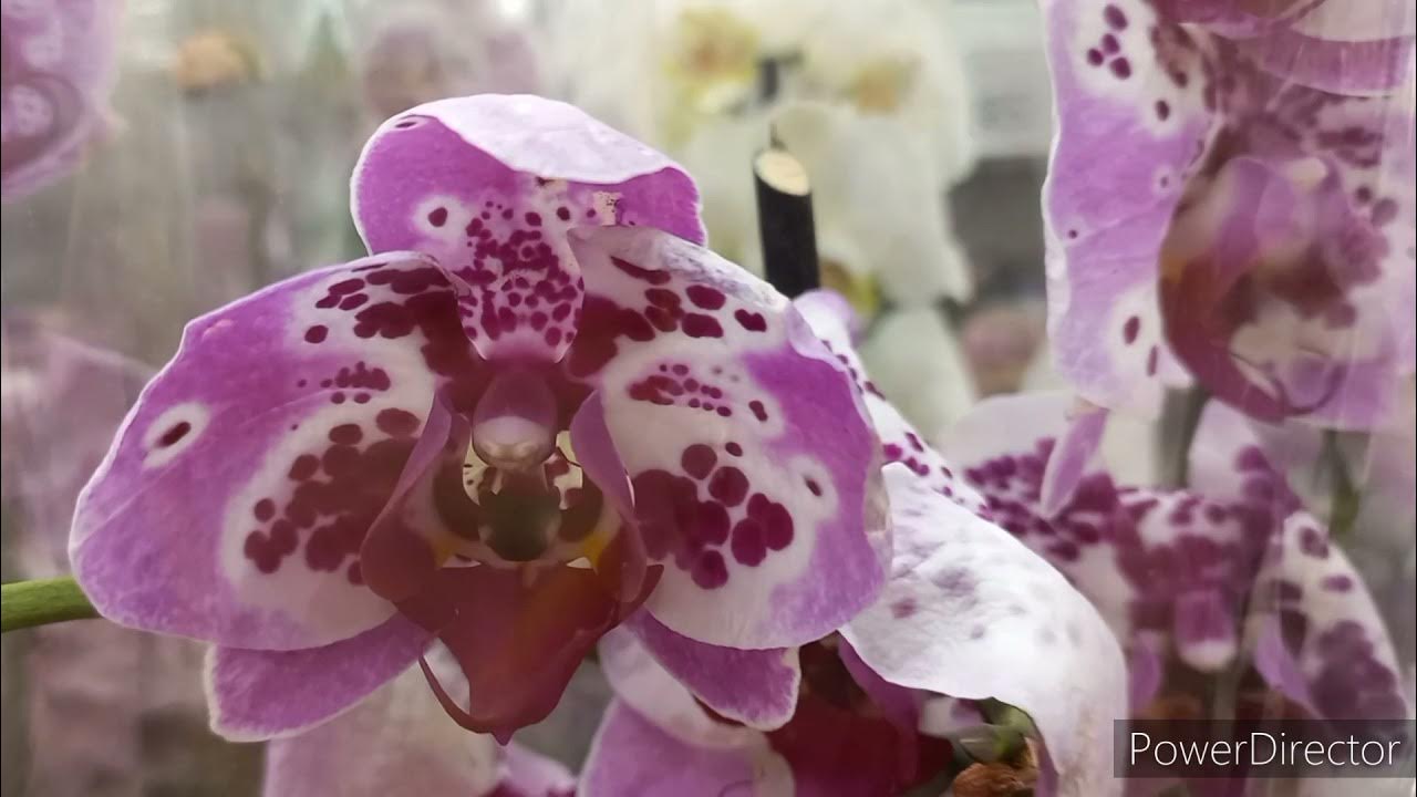 моя жизнь мой мирок орхидей. орхидеи в цеофлоре. ашан орхидеи. моя жизнь мой мирок орхидей. моя жизнь мой мирок орхидей.