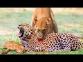 Death Circle! Mother Lion Madly Chases And Destroys Leopard To Avenge Her Cub Killed