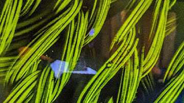 LIVE Scanning Electron Microscope High Vacuum Repair and Sample Imaging