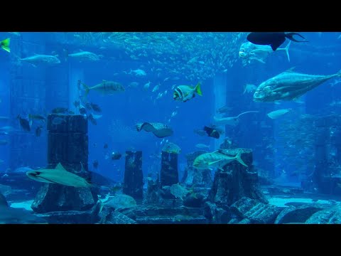 Discovering The Lost Chambers Aquarium