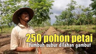 PAK PARDIN PETANI ULET ASAL PuRBALINGGA