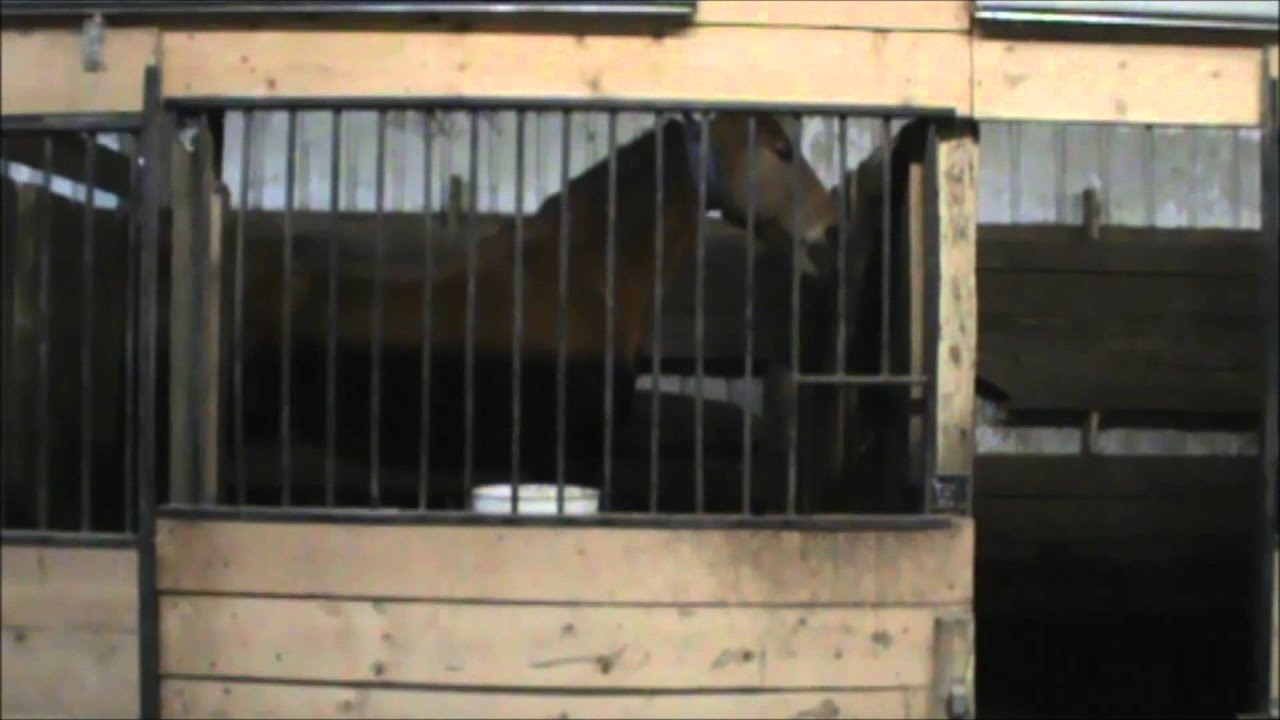 Cribbing Video YouTube