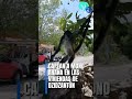 CAPTAN A MONO ARAÑA EN LAS VIVIENDAS DE DZIDZANTÚN