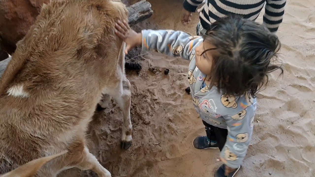 Chhota bhatiji aur NaniGau Mata vlogs 😄