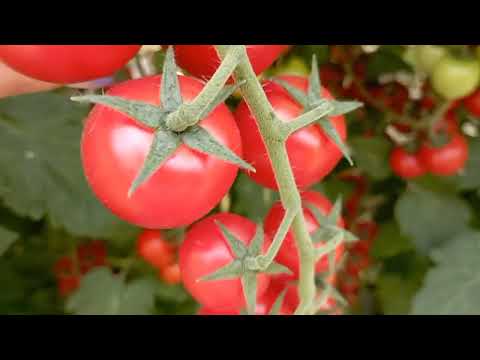 Красивые и вкусные томатики