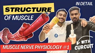 structure of skeletal muscle physiology | sarcotubular system physiology muscle physiology in hindi