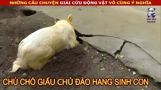 Chú Chó giấu chủ đào hang sinh con và Câu Chuyện đằng sau || review Con Người và Cuộc Sống