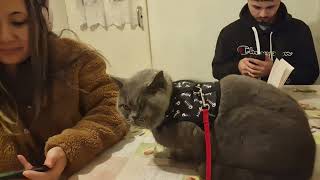 Beautiful Cat getting attention from family members by Mochi The Boy 616 views 4 months ago 1 minute, 12 seconds