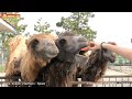 Великаны Тайгана - верблюды, бизоны, медведи. Giants of Taigan - camels, bison, bears.