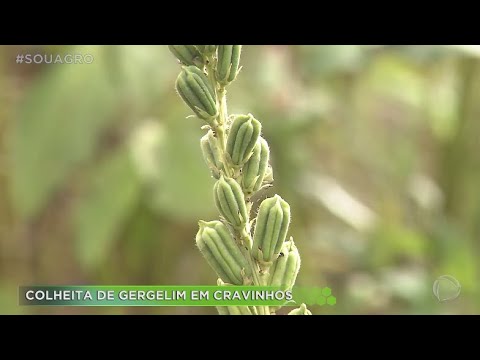 Vídeo: Guia de colheita de gergelim: quando as sementes de gergelim estão prontas para a colheita