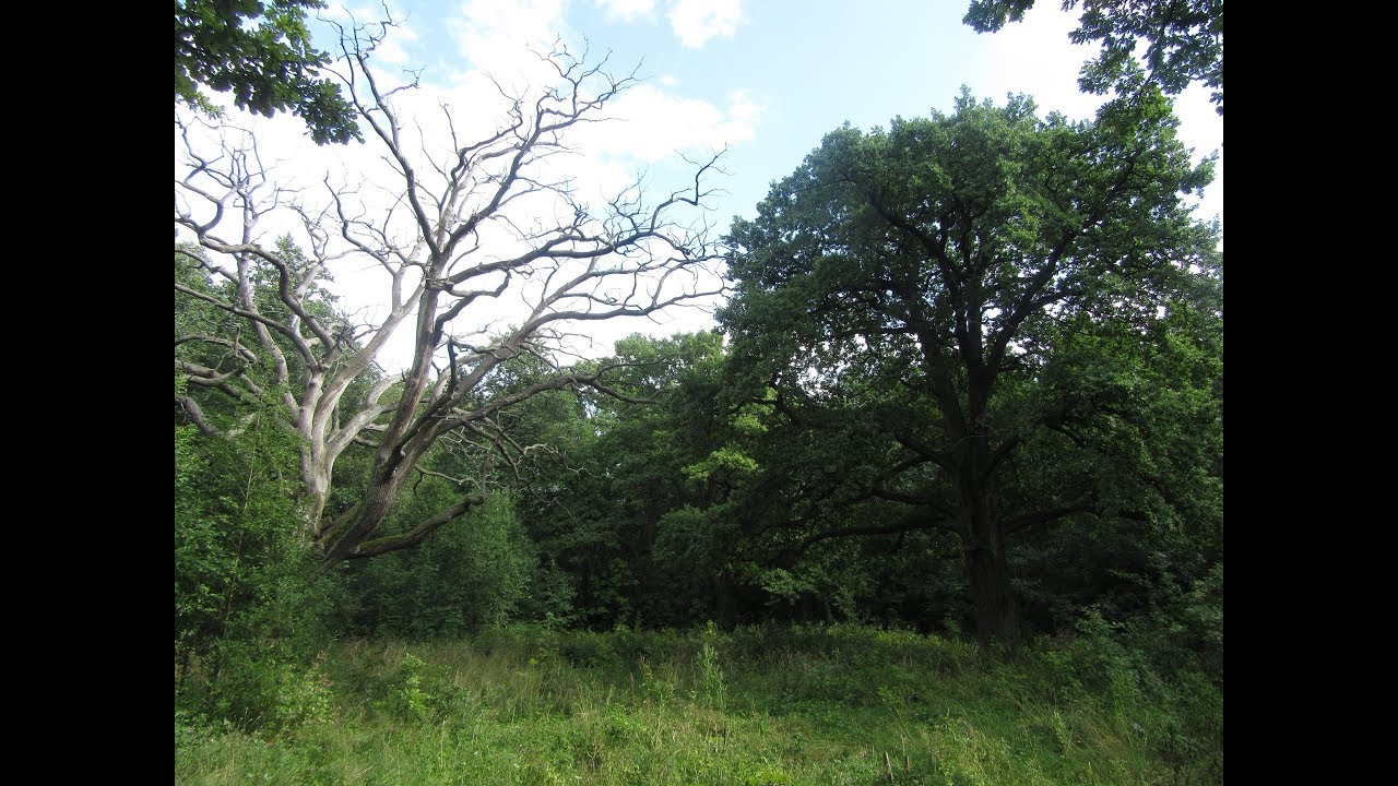 Мордвиновские дубы картина шишкина