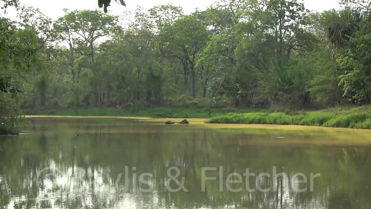 Bird calls and Lake pollen, Cambodia. 20190508_063117.m2ts