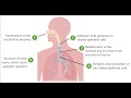 Pertussis (Whooping cough) | Pathology | Epidemiology | Treatment