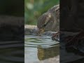 sparrow pani pi rehi thi #viral #youtubeshorts #explorenow #youtubeshorts