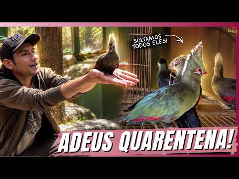 WE MOVED THE TURACOS TO A GIANT AVIARY! | THE ANIMAL HOUSE