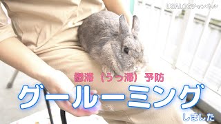 うさぎのグルーミングしました　鬱滞（うっ滞）予防　#28