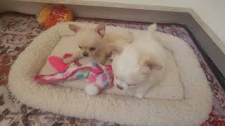 Could they be any cuter? by Cindy Williams 64 views 4 months ago 2 minutes, 42 seconds