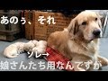 仔犬用のベッドに自分が入ってしまう母ゴールデンレトリバー