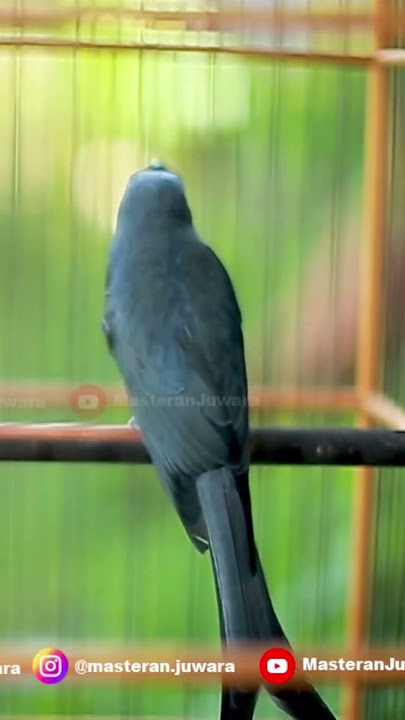 Srigunting Abu Abu Gacor Harga 10jt #burung #kicaumania #burungkicau #kicaumanianusantara