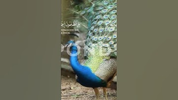 هَٰذَا خَلْقُ اللَّهِ فَأَرُونِي مَاذَا خَلَقَ الَّذِينَ مِن دُونِهِ لقمان الآية(11)🌿💙🌿💙