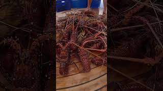 I Traded A Fish For Some Mangos