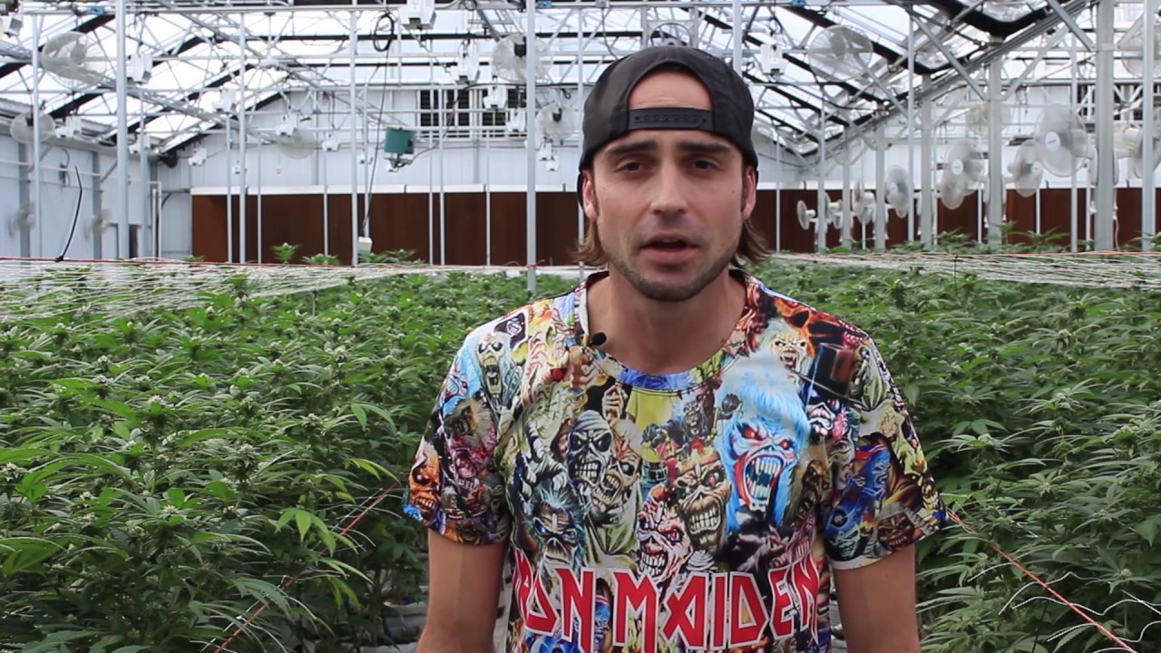 Blue Cookies | From the Soil - Flower Hour