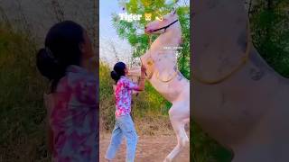 Badal or Anjali #song #rajasthani #jaisalmer #subscribe #viralshorts #india #youtube ￼