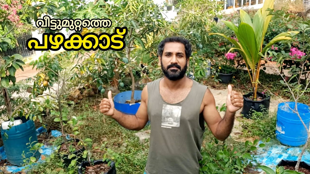 ഈ വീടിന്റെ മുറ്റം നിറയെ പഴച്ചെടികളാണ് 