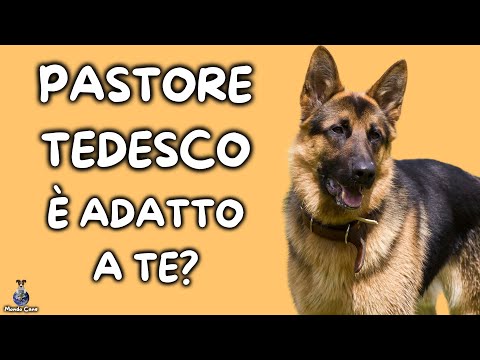 Video: 5 cose da sapere sul tuo cane da pastore