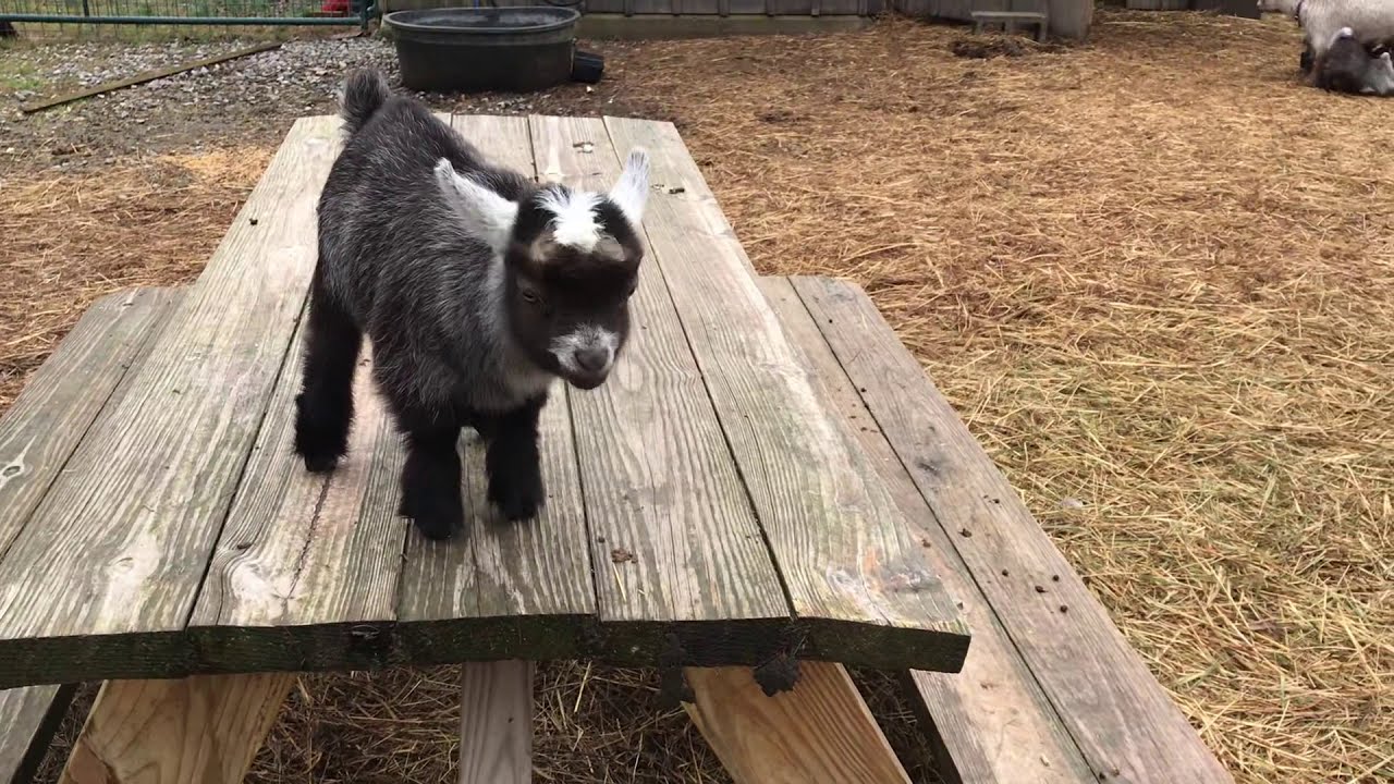 Meet me at the picnic table pygmy goats - YouTube