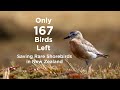 Beating the Odds | Film Teaser  | Southern NZ Dotterels | Wildlife Conservation