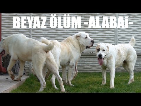 ALABAİ KÖPEKLERİN YEMEK KAVGASI ! - ORTA ASYA ÇOBAN KÖPEKLERİ TÜRKMEN ALABAY KÖPEK IRKI BEYAZ ASLAN