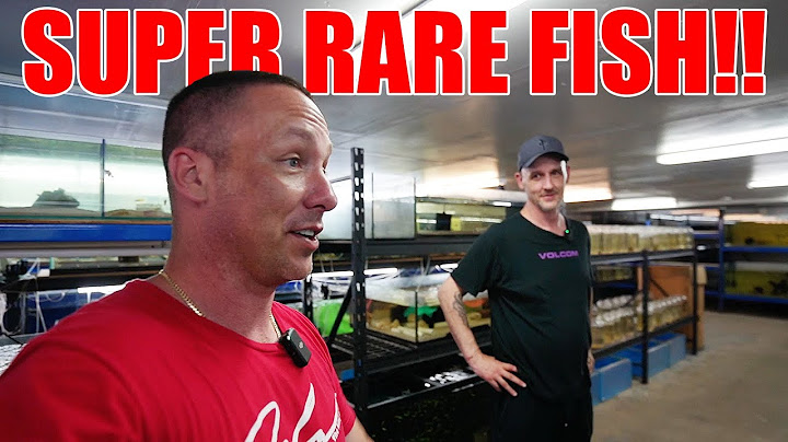 RARE AQUARIUM FISH STORE!!! Picking up my DISCUS!!