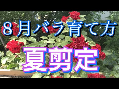 ８月バラ育て方 夏剪定 四季咲きバラ Youtube