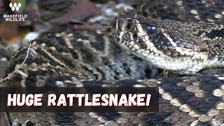 Finding a HUGE Eastern Diamondback Rattlesnake! Herping Florida