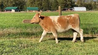 LUC Peaches steer