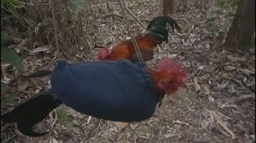 cuab qaib qus 2018# noo7