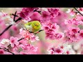 Peaceful Relaxing Music - 24 Hours Music for Stress Relief "Morning Relaxing" By: The Soul of Nature