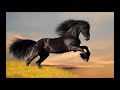 Los caballos que maravillosos son