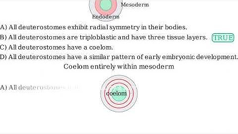 Which of the following statements about deuterostomes is false?