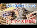 【カネダイ大野商店】これぞ本物のししゃも！