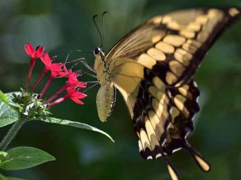 Documental Mariposa Papilio Thoas.