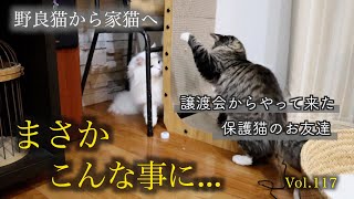 先住猫と新入り猫がまさかの行動に出ました！The resident cat