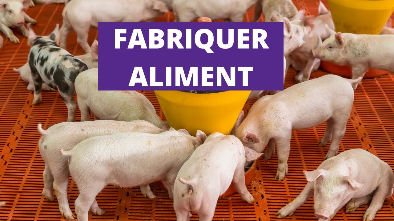 Comment Fabriquer Aliment Porcs avec Intrants Locaux: 3 SECRETS - YouTube