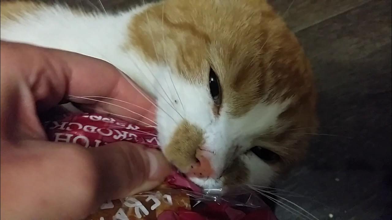 Кот боря отдай булку. Кот боря отдай булку. Боря отдай булку видео. Боря булку. "булку отдай".