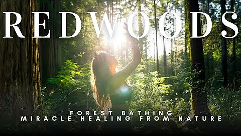 Forest Bathing | Nature’s Medicine & the Magic of the Redwoods ✨🌲 thumbnail