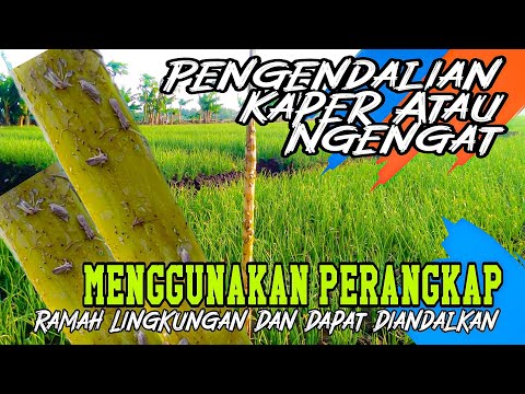 Video: Perangkap Ngengat: Perangkap Feromon Ngengat Makanan Dan Aplikasinya, Lem Lengket Dan Perangkap Tanpa Lem