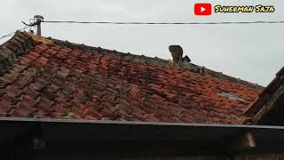 Ada Monyet Lepas Loncat Loncat di Kabel Listrik