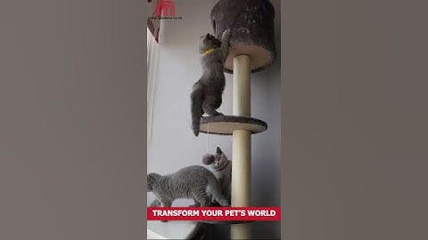 Floor to Ceiling Cat Tree – 4 Tier Climbing Tower & Scratching Post for Active Cats 🐱🌳