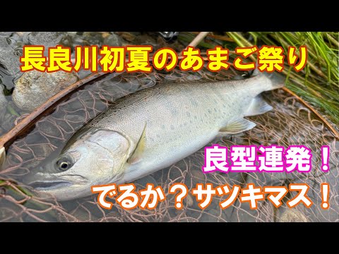 めだかの学校　勲章9点まとめ めだかの学校 勲章9点まとめ めだかの学校 勲章9点まとめ 舞めだか